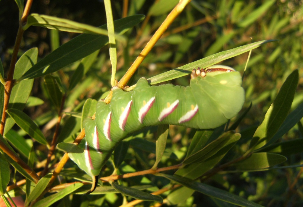 Charaxes iasius territoriali?